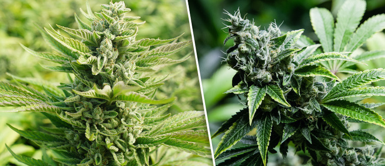 The cannabis flowering stage: week by week