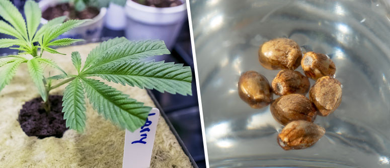 5 Avantages de la culture du cannabis avec des boutures (clones) sur les graines