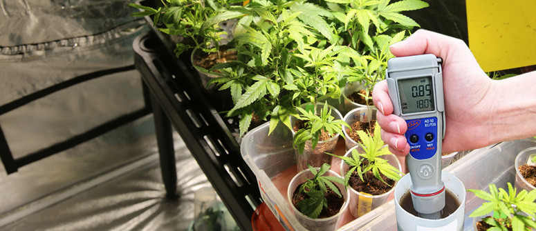 El intervalo de EC ideal para plantas de cannabis