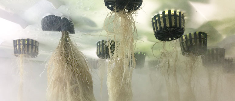 Growing cannabis with aeroponics