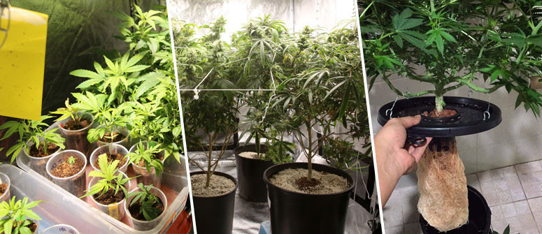 Cómo empezar a cultivar marihuana en interior en 10 sencillos pasos