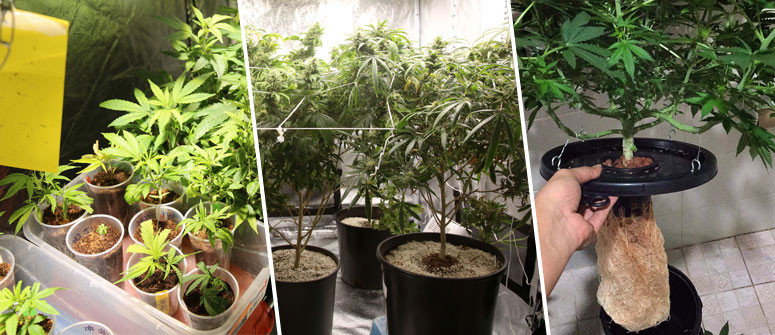 Cultivo interior: cómo regular la temperatura y la humedad