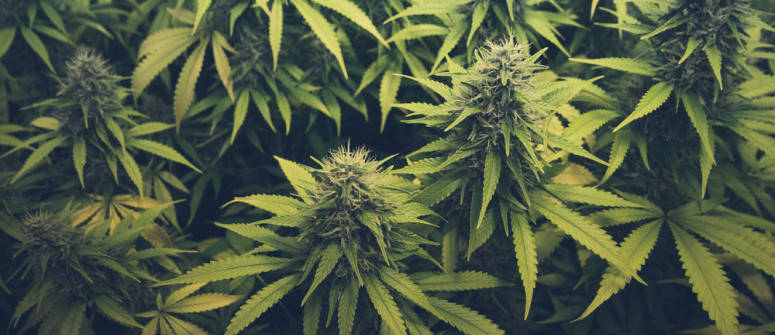 Hojas de cannabis de abanico: qué son y cómo se pueden utilizar