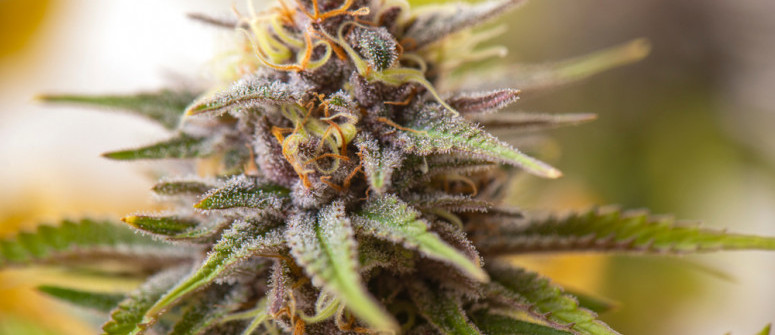 Cannabis sugar leaves: how to use them Cannabis sugar leaves: how to use them