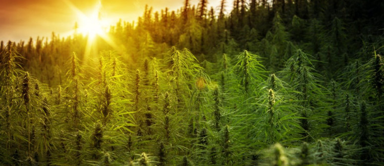 Legalidad y regulación del cannabis a nivel global: ¿cómo se gestiona?