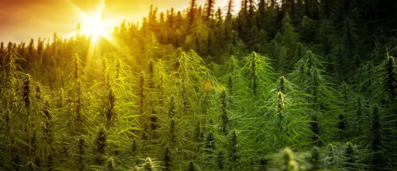 Réglementation et légalité du cannabis dans le monde : quelles gestions ? Réglementation et légalité du cannabis dans le monde : quelles gestions ?