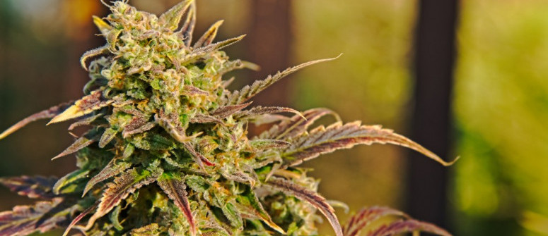 Top 10 iconic cannabis strains