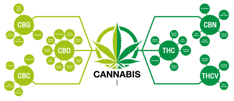 How are cannabinoids made?