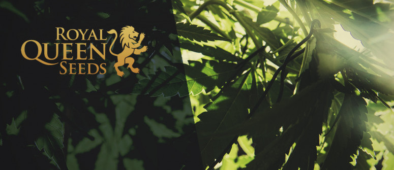 Royal queen seeds review – a major european seedbank Royal queen seeds review – a major european seedbank