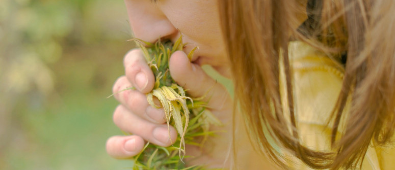 Top 10 low-odour cannabis strains Top 10 low-odour cannabis strains