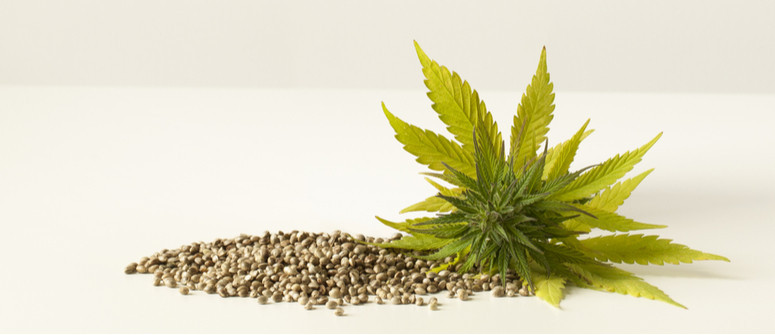  Cannabis Seeds Online