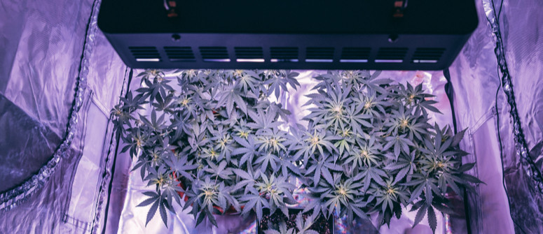 How to build a diy cannabis grow tent on a budget