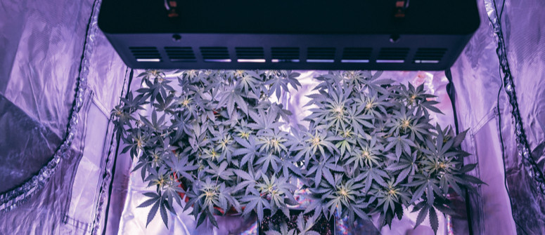 How to build a diy cannabis grow tent on a budget How to build a diy cannabis grow tent on a budget