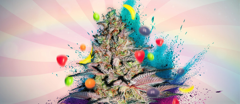 Runtz Auto : Version Autofloraison D'Une Variété Hybride Classique Runtz Auto : Version Autofloraison D'Une Variété Hybride Classique