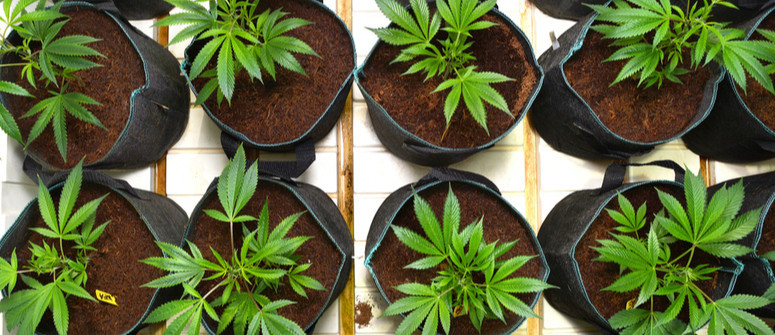 Air-Pot ou pot ordinaire : quel le mieux pour le cannabis ?