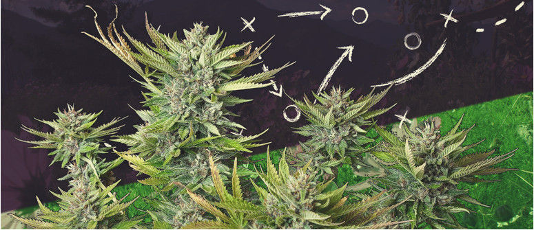 Découvrez La Nouvelle Équipe de Variétés 2021 de Royal Queen Seeds Découvrez La Nouvelle Équipe de Variétés 2021 de Royal Queen Seeds