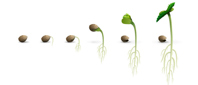 Spotlight: The 3 Best Ways To Germinate Cannabis Seeds - Magnetic Magazine