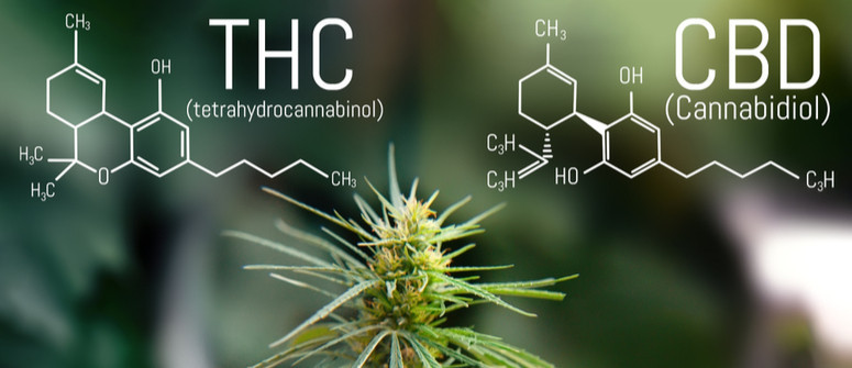 What is the best CBD:THC ratio in cannabis?