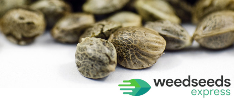 Review: get to know cannabis seed bank Weedseedsexpress