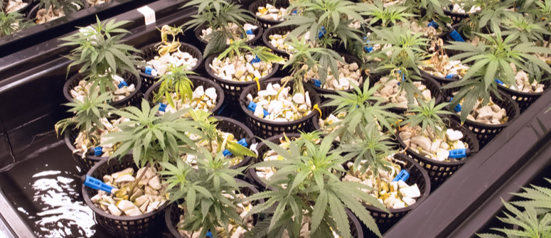How to grow hydroponic cannabis: A beginner's guide How to grow hydroponic cannabis: A beginner's guide