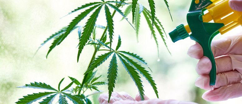 Fertilización foliar en plantas de cannabis
