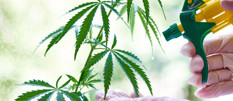 How and why to foliar feed cannabis plants How and why to foliar feed cannabis plants