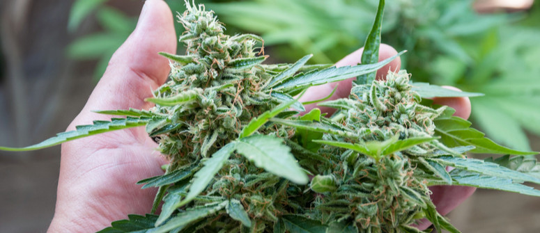 Cannabis artisanal : ce qu'il faut savoir Cannabis artisanal : ce qu'il faut savoir