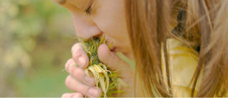 Las 10 mejores variedades de marihuana de aroma suave