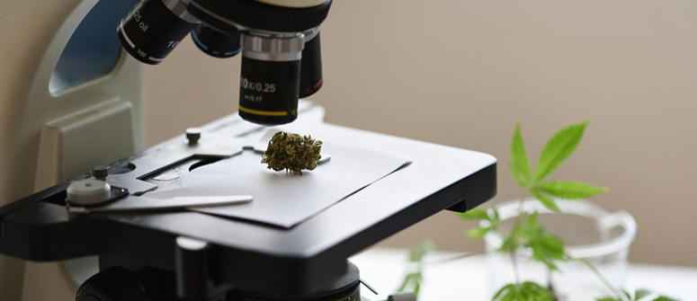 CBD vs CBG: What is the difference? CBD vs CBG: What is the difference?
