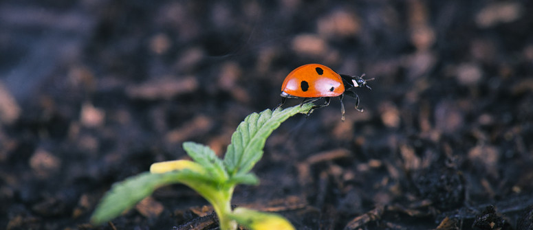 Los mejores insectos para tu cultivo de marihuana