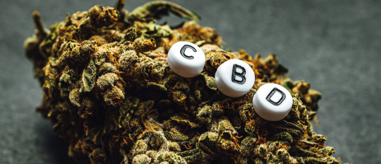 How to grow high-CBD cannabis strains