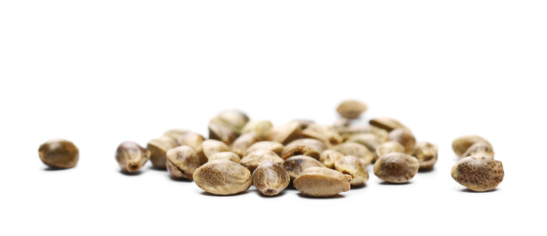 GB Strains, l’apogée de GB The Green Brand GB Strains, l’apogée de GB The Green Brand