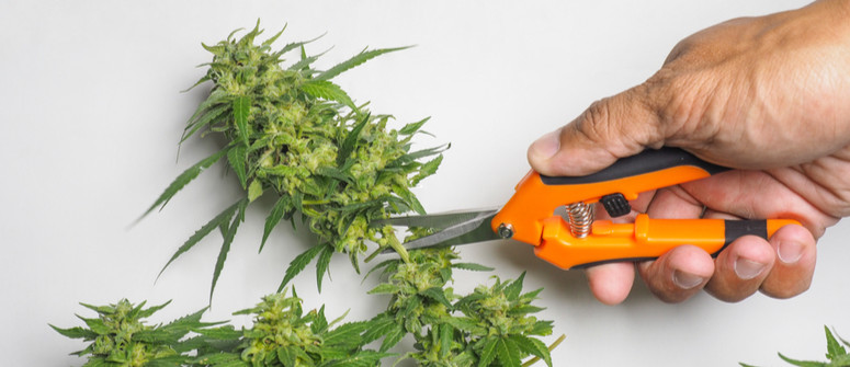 How to clean trimming scissors for cannabis