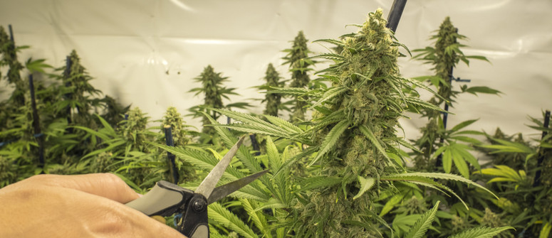 How to prune cannabis: A beginner's guide How to prune cannabis: A beginner's guide
