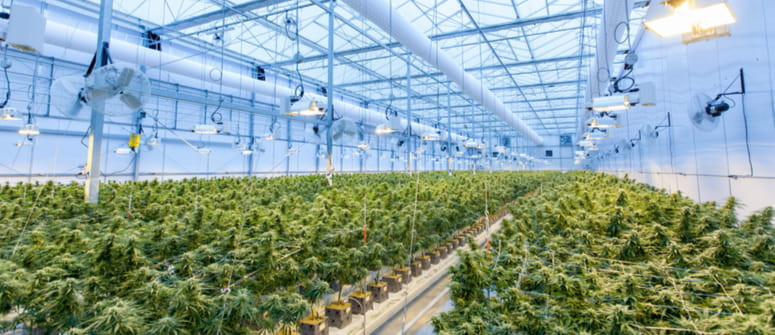 The Battle of the Strains: Which one is the best in 2021? The Battle of the Strains: Which one is the best in 2021?