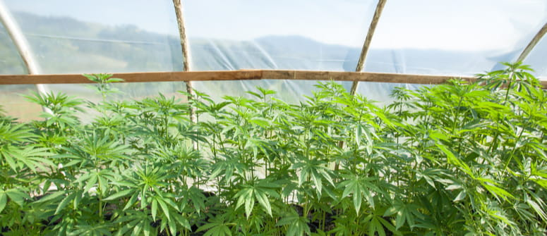 How to build a greenhouse for growing cannabis
