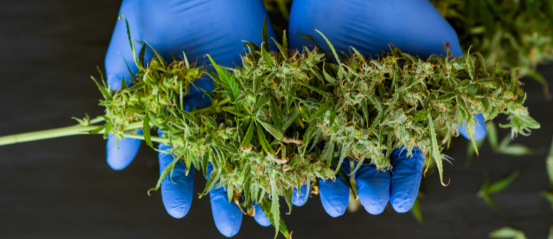 How to harvest cannabis How to harvest cannabis