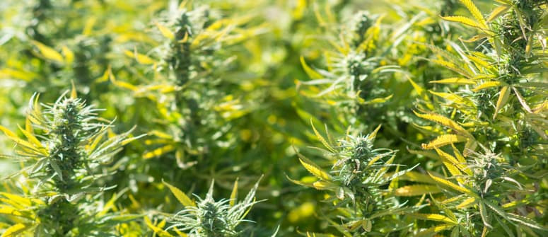 Qu'est-ce que le cannabis féminisé ? Qu'est-ce que le cannabis féminisé ?