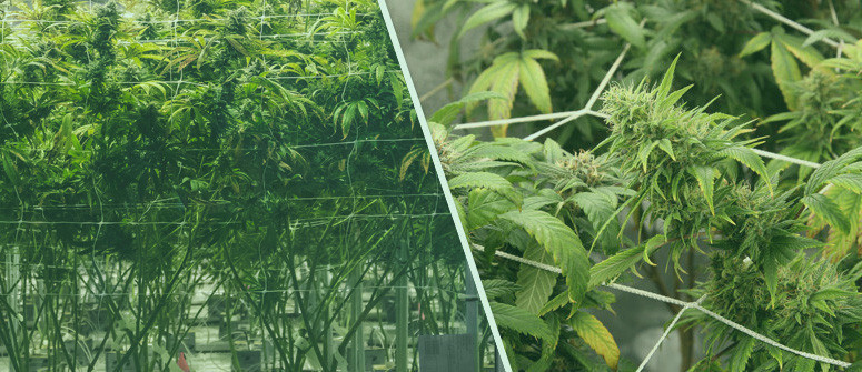 A guide to the Screen Of Green (ScrOG) technique A guide to the Screen Of Green (ScrOG) technique