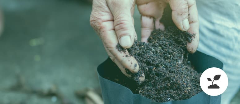 Growing cannabis indoors in soil