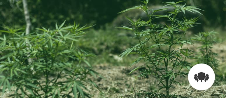 Guerrilla growing weed: crucial tips and tricks Guerrilla growing weed: crucial tips and tricks