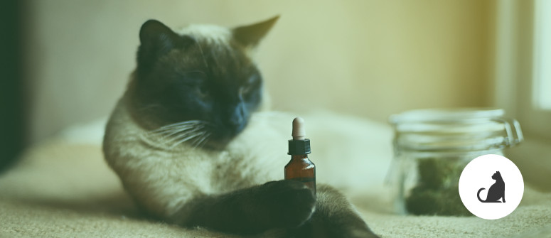 Le cannabis est-il sans danger pour les animaux de compagnie ?