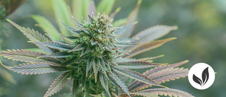 How to grow organic cannabis at home How to grow organic cannabis at home