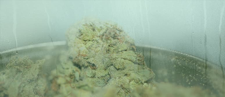 Comment sécher un cannabis humide ?