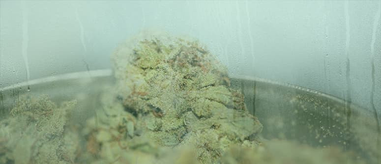 How to dry wet weed How to dry wet weed
