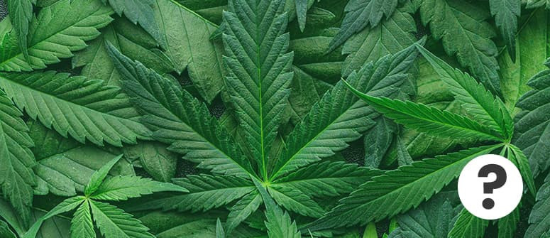Cannabis fan leaves: what they are and how to use them Cannabis fan leaves: what they are and how to use them