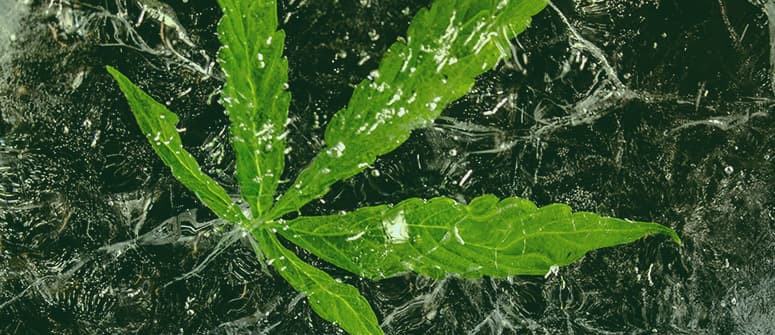 Is freezing your weed a good idea? Is freezing your weed a good idea?