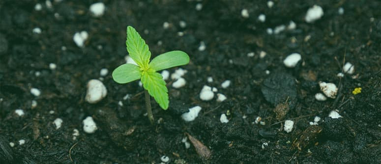 Abonos orgánicos o sintéticos: ¿cuáles son mejores para el cannabis?