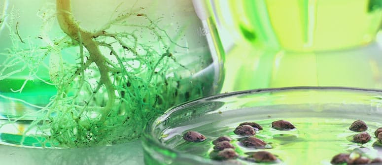 Cannabis seeds vs clones: What’s best for you? Cannabis seeds vs clones: What’s best for you?