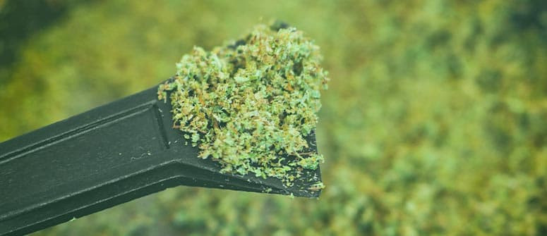 What is kief and how do you use it? What is kief and how do you use it?